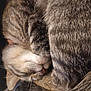 animal, cat, close_up, cozy, curled_up, cute, domestic_animal, feline, fur, indoor, nap, peaceful, pet, relaxation, resting, sleeping, soft_texture, tabby, tail, whiskers