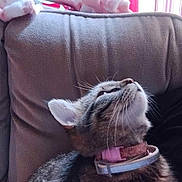 Latena is registered to the contest to win money with this photo: animal, blanket, cat, chair, closeup, collar, curious, curtains, cushion, domestic, ears, fur, furniture, indoor, pet, resting, soft, tabby_cat, whiskers, window
