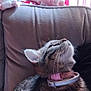animal, blanket, cat, chair, closeup, collar, curious, curtains, cushion, domestic, ears, fur, furniture, indoor, pet, resting, soft, tabby_cat, whiskers, window