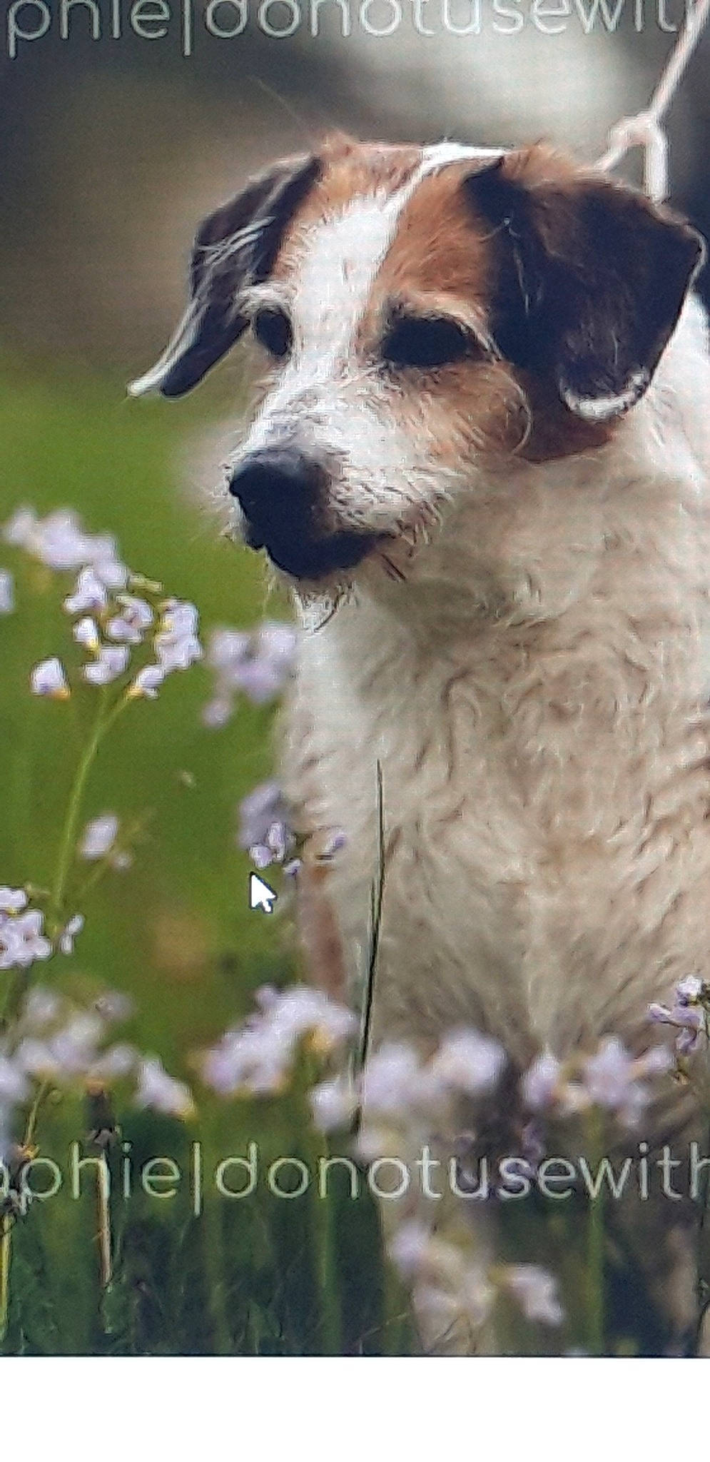 Princesse a rejoint le concours — aidez-le/la à gagner de superbes lots ! canidae, carnivore, companion_dog, dog, dog_breed, flower, grass, plant, snout, sporting_group, terrestrial_animal, whiskers, working_dog