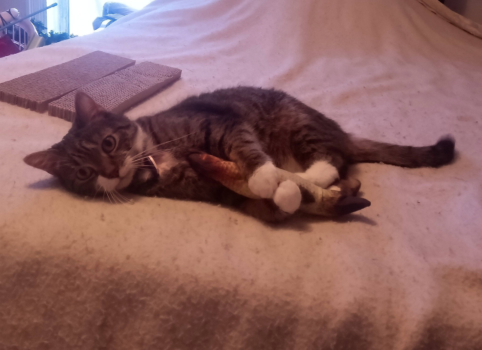 Ali joined the competition — help win amazing prizes! bed, carnivore, cat, claw, comfort, couch, domestic_short_haired_cat, fawn, felidae, flooring, fur, human_leg, nap, paw, room, small_to_medium_sized_cats, snout, tail, whiskers, wood