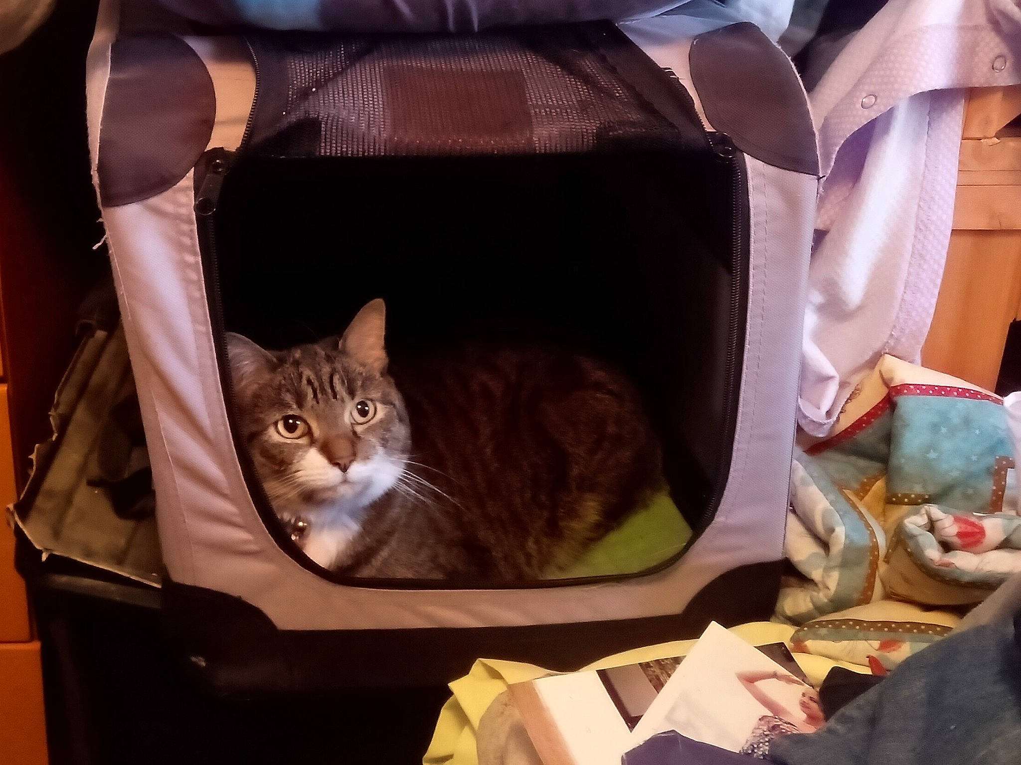 Ali is registered to the contest to win money with this photo: bag, basket, box, brown, carnivore, cat, cat_supply, comfort, couch, domestic_short_haired_cat, fawn, felidae, fur, luggage_and_bags, mammal, pet_supply, small_to_medium_sized_cats, tree, whiskers, wood
