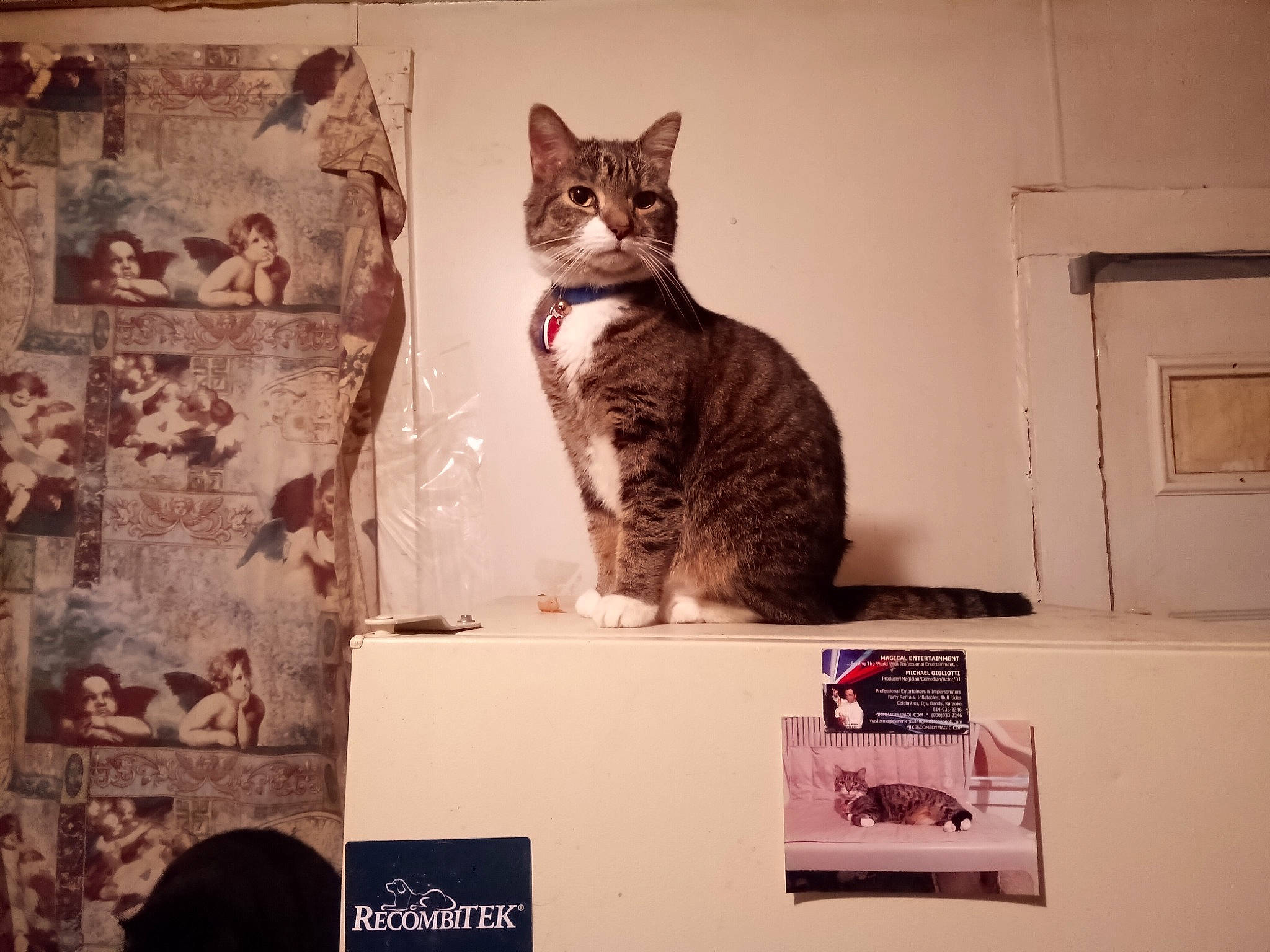 Ali is registered to the contest to win money with this photo: carnivore, cat, domestic_short_haired_cat, door, felidae, font, fur, metal, pattern, photo_caption, rectangle, room, sitting, small_to_medium_sized_cats, snout, square, tail, visual_arts, whiskers, wood