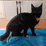 Gracie joined the competition — help win amazing prizes! animal, black_cat, blue_cloth, cat, domestic, ears, feline, floor, furniture, furry, indoor, pet, sitting, straps, tail, vent, wall, whiskers, white_chest, white_paws
