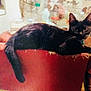 Gracie is registered to the contest to win money with this photo: animal, background, black_cat, bottle, cat, chair, clutter, curiosity, domestic, ears, furniture, household, indoor, looking, pet, relaxed, resting, table, tail, whiskers