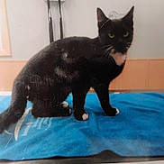 Gracie is registered to the contest to win money with this photo: animal, background, black_cat, blue_cloth, cat, domestic_cat, ears, face, feline, fur, indoor, looking, pet, scratches, standing, tail, wall, whiskers, white_paws, window