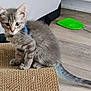 kitten, cat, gray_tabby, scratching_pad, collar, blue_collar, floor, wooden_floor, fly_swatter, green_fly_swatter, pet, indoor, young_cat, feline, cute, animal, sitting, curious, whiskers, ears