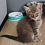 kitten, cat, pet, indoor, floor, food_bowl, gray_fur, feline, young_animal, whiskers, tail, cute, animal, domestic_cat, fur, small, sitting, wooden_floor, teal, white