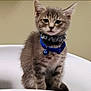 kitten, cat, pet, gray_tabby, blue_collar, bell, ruffled_accessory, feline, animal, fur, whiskers, ears, sitting, indoor, closeup, young_cat, curious, calm, portrait, domestic_cat