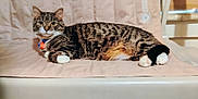 Gracie joined the competition — help win amazing prizes! alert, american_kennel_club, animal, cat, chair, collar, cute, fabric, feline, fur, home, indoor, mammal, pet, relaxed, resting, striped_fur, tabby, whiskers, white_paws
