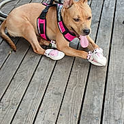 Coco Chanel Bennett is registered to the contest to win money with this photo: dog, pink_harness, pink_booties, wooden_deck, tongue_out, outdoor, pet, animal, playful, canine, brown_dog, leash, resting, paw_protection, hose, sunlight, summer, pet_accessory, fun, tongue