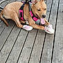 dog, pink_harness, pink_booties, wooden_deck, tongue_out, outdoor, pet, animal, playful, canine, brown_dog, leash, resting, paw_protection, hose, sunlight, summer, pet_accessory, fun, tongue