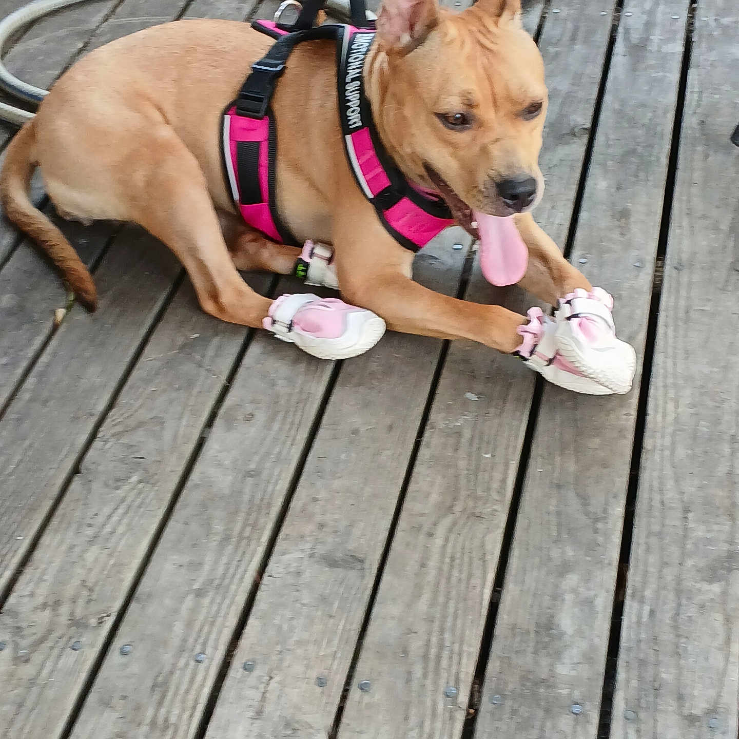 Coco Chanel Bennett is registered to the contest to win money with this photo: animal, brown_dog, canine, dog, fun, hose, leash, outdoor, paw_protection, pet, pet_accessory, pink_booties, pink_harness, playful, resting, summer, sunlight, tongue, tongue_out, wooden_deck