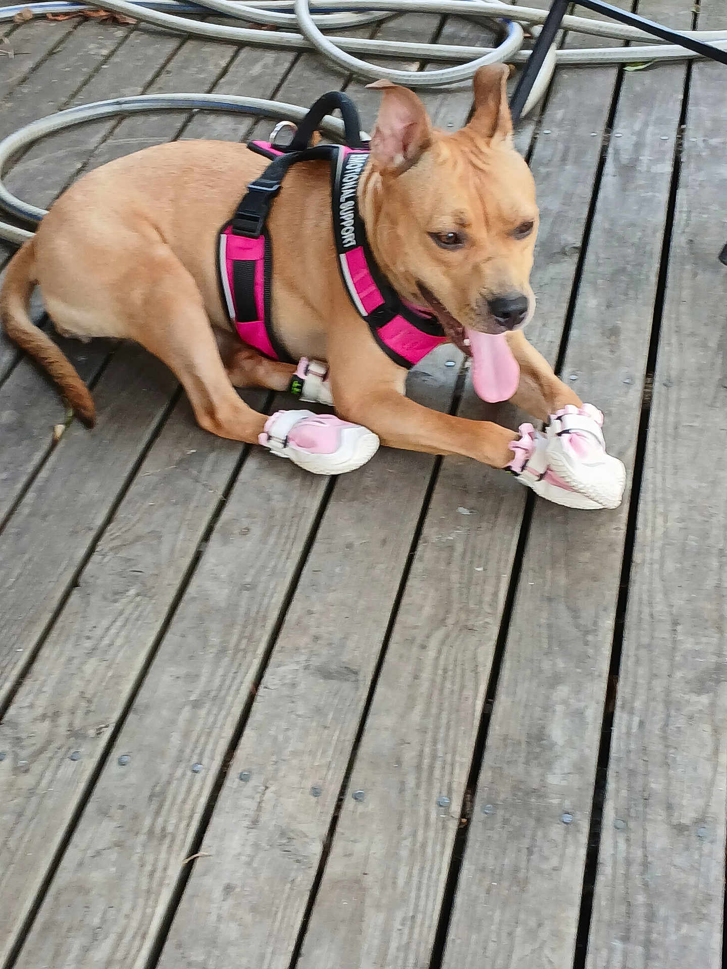Coco Chanel Bennett is registered to the contest to win money with this photo: dog, pink_harness, pink_booties, wooden_deck, tongue_out, outdoor, pet, animal, playful, canine, brown_dog, leash, resting, paw_protection, hose, sunlight, summer, pet_accessory, fun, tongue