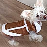 dog, small_dog, pet, indoor, wooden_floor, brown_jacket, white_fur, curious, ears, cozy_clothing, looking_up, animal, companion, cute, furry, house_pet, domestic_animal, canine, side_view, flooring