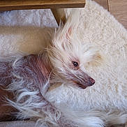 Curt participe au concours pour gagner de l'argent avec cette photo : dog, chinese_crested, pet, fur, white_fur, relaxed, lying_down, indoor, rug, wooden_table, floor, close_up, portrait, animal, canine, soft_texture, domestic_animal, resting, cozy, quiet