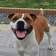 Ace participe au concours pour gagner de l'argent avec cette photo : dog, brown_and_white, happy, smiling, open_mouth, tongue, teeth, outdoor, garden, grass, wooden_deck, patio, landscaping, pebbles, fence, standing, portrait, close_up, tail, pet