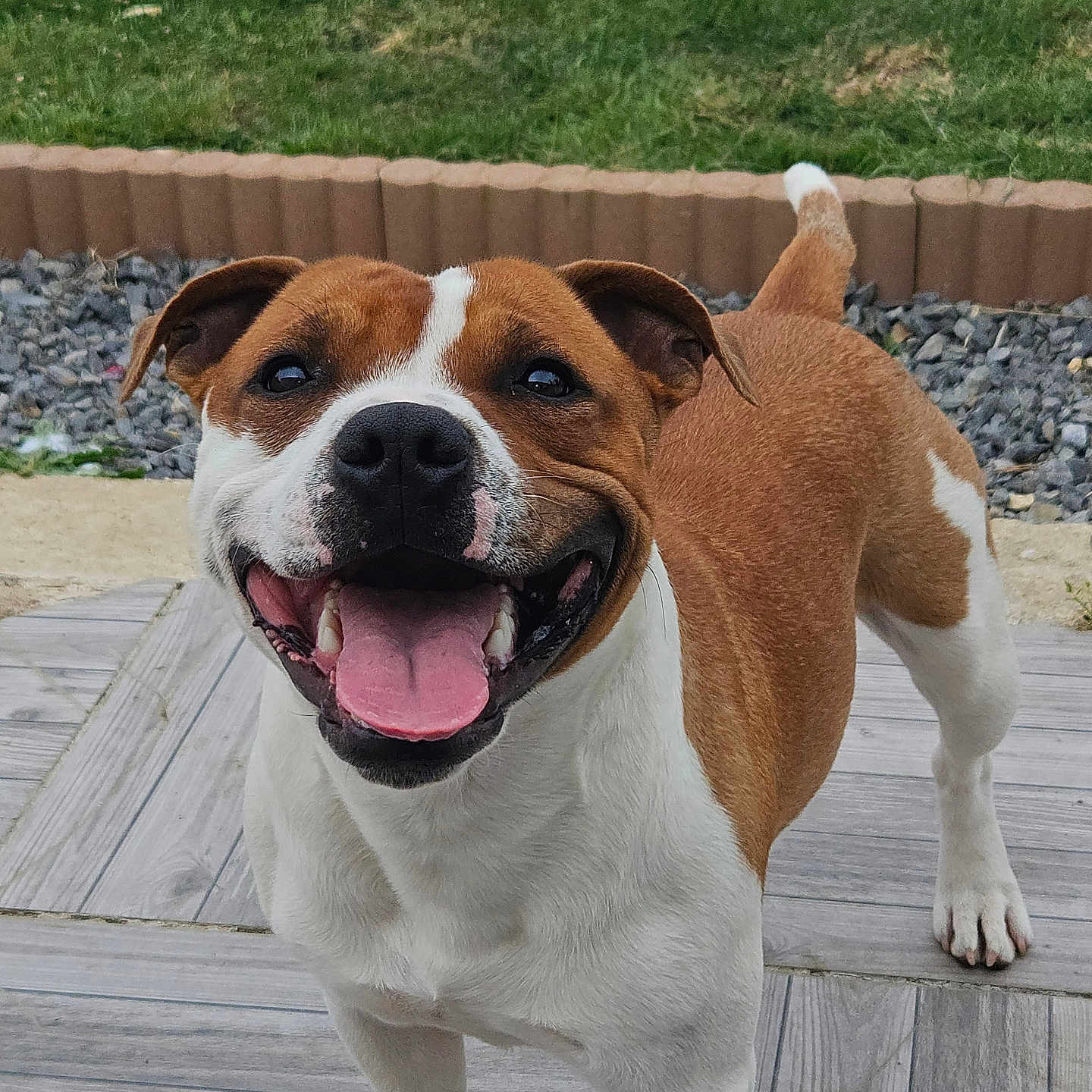 Ace participe au concours pour gagner de l'argent avec cette photo : dog, brown_and_white, happy, smiling, open_mouth, tongue, teeth, outdoor, garden, grass, wooden_deck, patio, landscaping, pebbles, fence, standing, portrait, close_up, tail, pet