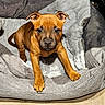Joy a rejoint le concours — aidez-le/la à gagner de superbes lots ! puppy, dog, pet, animal, brown_fur, short_hair, floppy_ears, dark_muzzle, wide_eyes, lying_down, sitting, dog_bed, blanket, cushion, indoor, home, cozy, portrait, front_view, cute