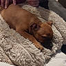 puppy, dog, sleeping, brown_fur, blanket, fluffy_blanket, cozy, indoor, pet, resting, curled_up, closed_eyes, small_dog, animal, human, hands, couch, soft_furnishings, relaxed, home
