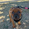 dog, puppy, brown_dog, harness, leash, outdoors, park, grass, dry_grass, sunlight, portrait, close_up, animal, pet, canine, sitting, standing, looking_at_camera, trees, bench