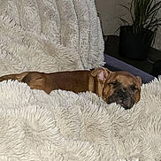 Joy participe au concours pour gagner de l'argent avec cette photo : dog, bulldog, puppy, sleeping, sleepy, pet, animal, brown_fur, wrinkled_face, closed_eyes, snout, indoors, blanket, fluffy, cozy, bed, houseplant, home, relaxed, portrait