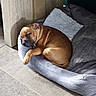 dog, bulldog, sleeping, nap, pet, animal, wrinkles, brown_dog, bed, bedding, pillow, indoor, home, bedroom, cozy, relaxed, lying_down, closed_eyes, cute, portrait