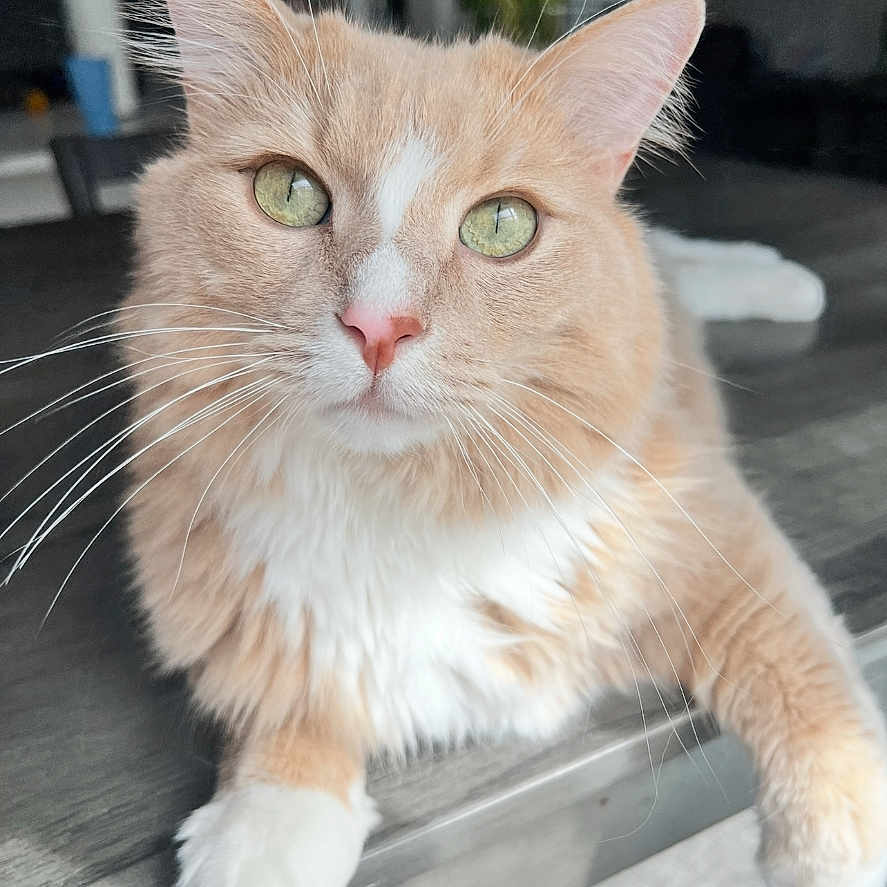Simba joined the competition — help win amazing prizes! cat, orange_cat, white_fur, green_eyes, fluffy, whiskers, pet, domestic_cat, relaxed, indoor, table, curious, closeup, animal, fur, sitting, cute, portrait, natural_light, houseplant