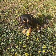 Bandit a rejoint le concours — aidez-le/la à gagner de superbes lots ! adorable, animal, cute, dog, field, flora, grass, green, mammal, nature, outdoor, pet, playful, puppy, small, spring, summer, sunlight, yellow_flowers, young