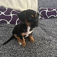 Bandit participe au concours pour gagner de l'argent avec cette photo : puppy, dog, black_and_tan, small_dog, sitting, blanket, pillow, indoor, cute, pet, fur, animal, young, cozy, resting, looking_away, texture, soft, home, companion