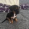 puppy, dog, black_and_tan, small_dog, sitting, blanket, pillow, indoor, cute, pet, fur, animal, young, cozy, resting, looking_away, texture, soft, home, companion