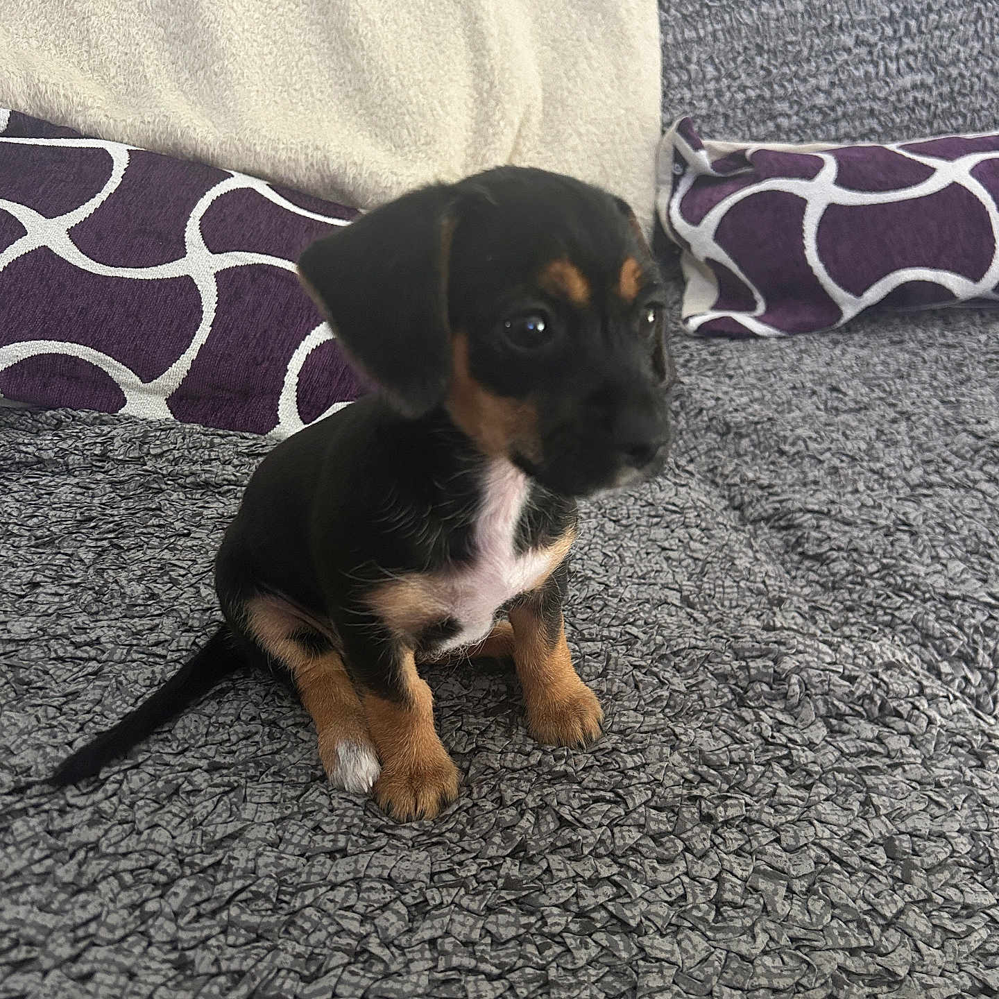 Bandit