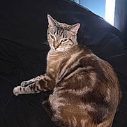 Fester is registered to the contest to win money with this photo: cat, tabby, feline, pet, indoor, resting, black_fabric, striped, fur, animal, mammal, whiskers, ears, eyes, tail, cozy, window_light, relaxed, closeup, domestic_cat