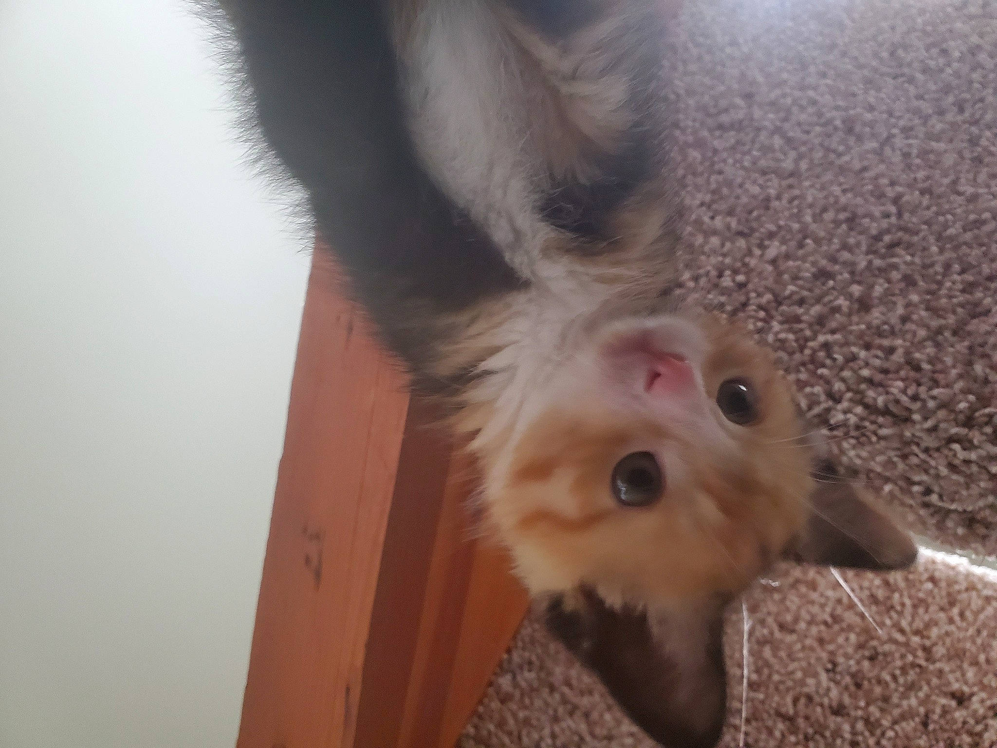 Rocket is registered to the contest to win money with this photo: carnivore, comfort, companion_dog, dog, dog_breed, ear, fawn, felidae, foot, fur, hardwood, paw, small_to_medium_sized_cats, snout, sporting_group, tail, toy_dog, whiskers, wood, working_animal