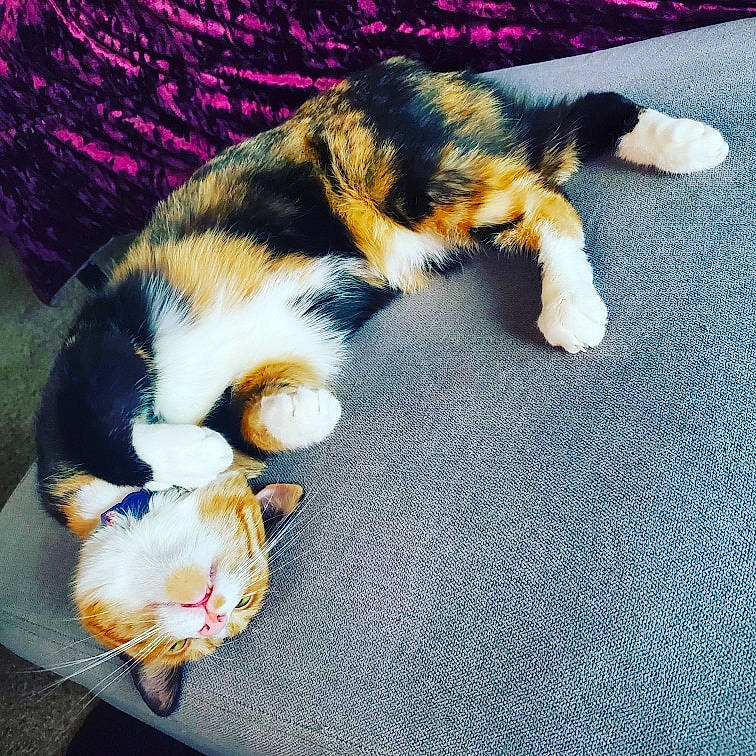 Rocket is registered to the contest to win money with this photo: canidae, carnivore, cat, claw, comfort, companion_dog, domestic_short_haired_cat, electric_blue, felidae, flooring, foot, fur, human_leg, lap, nap, paw, plant, small_to_medium_sized_cats, tail, whiskers