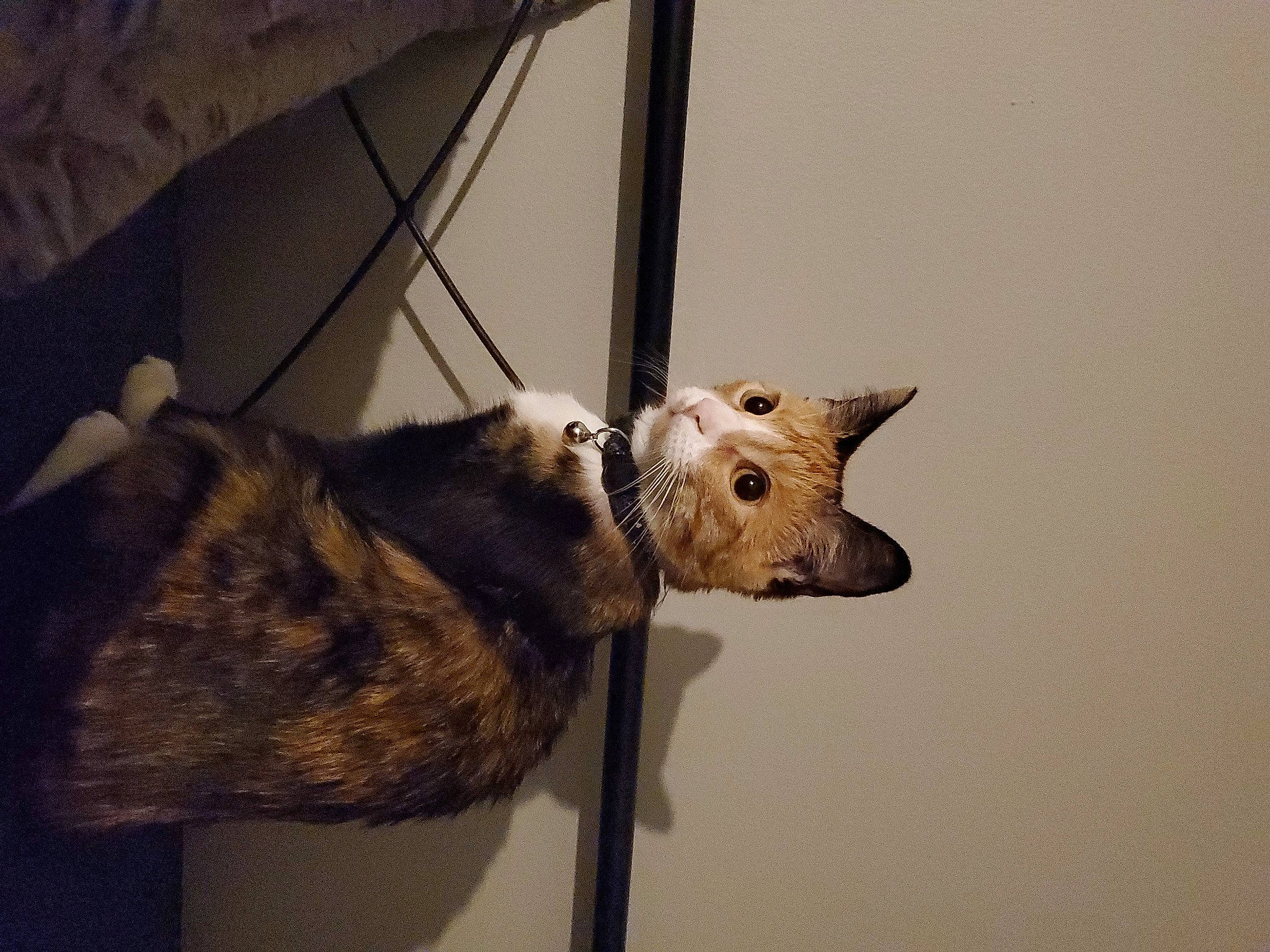 Rocket joined the competition — help win amazing prizes! canidae, carnivore, cat, collar, comfort, dog, dog_breed, domestic_short_haired_cat, fawn, felidae, fur, paw, small_to_medium_sized_cats, snout, sporting_group, tail, terrestrial_animal, whiskers, wildlife, wood