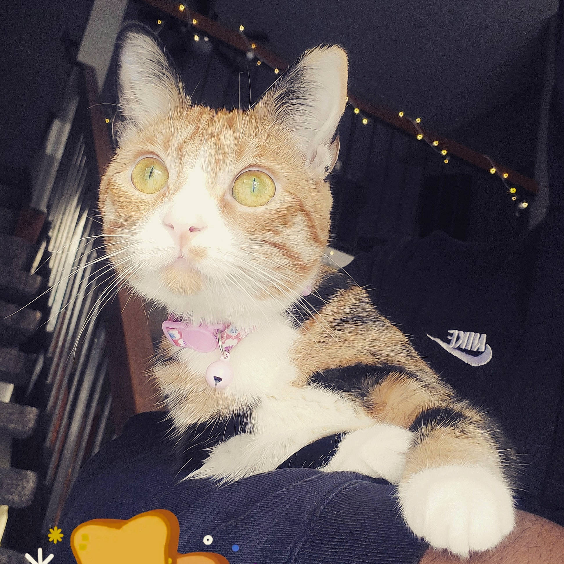 Rocket joined the competition — help win amazing prizes! carnivore, cat, claw, comfort, domestic_short_haired_cat, fawn, felidae, foot, fur, lap, paw, sitting, small_to_medium_sized_cats, snout, square, tail, whiskers