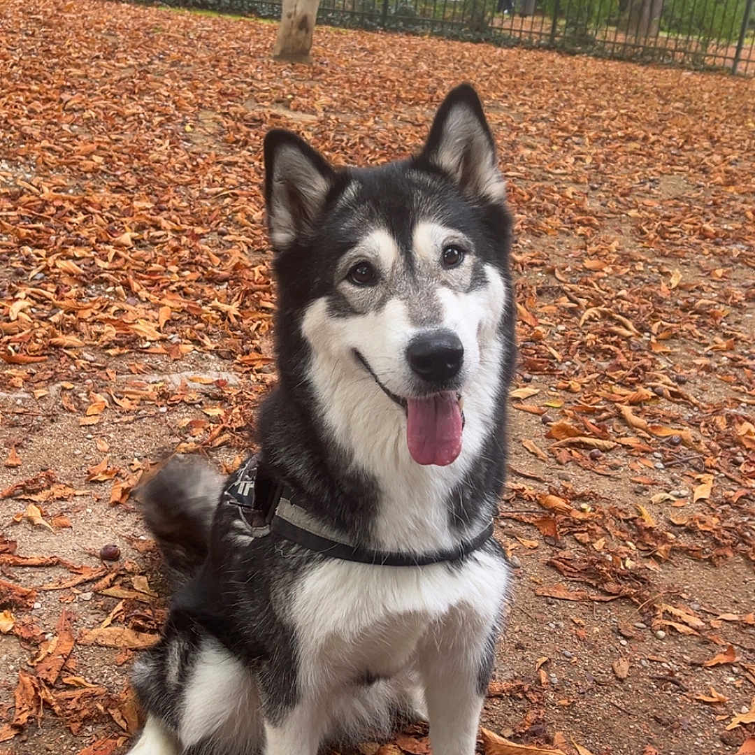 Yrys participe au concours pour gagner de l'argent avec cette photo : dog, husky, siberian_husky, pet, canine, sitting, tongue_out, open_mouth, fluffy, black_and_white, pointed_ears, harness, outdoors, park, autumn, fallen_leaves, trees, fence, portrait, happy