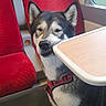 dog, husky, canine, pet, animal, sitting, train, train_interior, passenger, table, red_seat, window, travel, commuter, harness, black_and_white, portrait, indoors, cute, funny