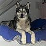 Yrys a rejoint le concours — aidez-le/la à gagner de superbes lots ! dog, husky, siberian_husky, pet, animal, portrait, sitting, bed, bedroom, blue_blanket, fluffy, fur, ears, paws, black_and_white, indoors, flash_photography, looking_at_camera, cute, home