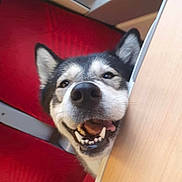 Yrys participe au concours pour gagner de l'argent avec cette photo : dog, husky, canine, pet, animal, smiling, open_mouth, teeth, ears, face, portrait, close_up, indoor, office, desk, furniture, red_background, skylight, funny, happy