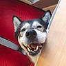 dog, husky, canine, pet, animal, smiling, open_mouth, teeth, ears, face, portrait, close_up, indoor, office, desk, furniture, red_background, skylight, funny, happy