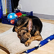 Bambou participe au concours pour gagner de l'argent avec cette photo : animal, black, blanket, brown, closed_eyes, comfort, cozy, crate, dog, ears, floor, home, indoor, pet, pillow, relaxation, resting, sleeping, toy, wooden_floor