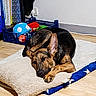 dog, sleeping, pillow, blanket, floor, wooden_floor, toy, crate, indoor, resting, pet, brown, black, ears, closed_eyes, relaxation, cozy, home, comfort, animal