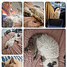 Floppy participe au concours pour gagner de l'argent avec cette photo : cat, fluffy_cat, sleeping_cat, resting_cat, car_interior, man, selfie, bed, blanket, couch, indoor, pet, feline, relaxation, fur, paw, animal, cute, portrait, collage