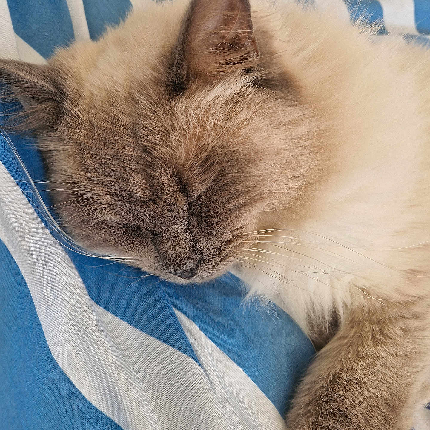 Floppy a rejoint le concours — aidez-le/la à gagner de superbes lots ! cat, sleeping, fluffy, closeup, pet, feline, whiskers, ear, paw, soft, striped_fabric, blue, white, resting, cozy, animal, cute, domestic_animal, fur, relaxation