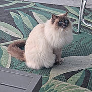 Floppy a rejoint le concours — aidez-le/la à gagner de superbes lots ! cat, fluffy, blue_eyes, outdoor, rug, patterned_rug, table, chair, patio, curious, sitting, cream_color, brown_color, pet, feline, domestic_animal, soft_fur, looking_up, relaxed, daylight