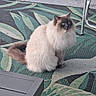 cat, fluffy, blue_eyes, outdoor, rug, patterned_rug, table, chair, patio, curious, sitting, cream_color, brown_color, pet, feline, domestic_animal, soft_fur, looking_up, relaxed, daylight