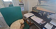 Floppy a rejoint le concours — aidez-le/la à gagner de superbes lots ! cat, sleeping, chair, office, desk, computer, monitor, keyboard, papers, calculator, person, window, door, photo, pen_holder, mouse, carpet, home_office, technology, relaxation