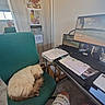 cat, sleeping, chair, office, desk, computer, monitor, keyboard, papers, calculator, person, window, door, photo, pen_holder, mouse, carpet, home_office, technology, relaxation